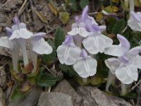 Scutellaria alpina 13, Saxifraga-Harry Jans