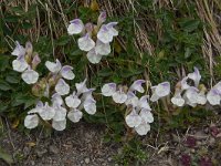 Scutellaria alpina 14, Saxifraga-Harry Jans