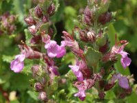 Scutellaria chamaedrys 1, Saxifraga-Jan van der Straaten