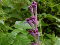 Scutellaria columnae