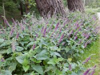 Scutellaria columnae 17, Trosglidkruid, Saxfraga-Peter Meininger