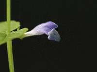 Scutellaria galericulata 7, Blauw glidkruid, Saxifraga-Jan van der Straaten