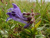 Scutellaria hastifolia 2, Saxifraga-Ed Stikvoort
