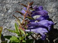 Scutellaria hastifolia 7, Saxifraga-Ed Stikvoort