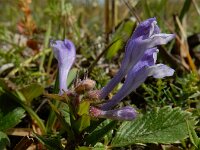 Scutellaria hastifolia 8, Saxifraga-Ed Stikvoort