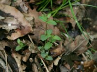 Scutellaria minor 1, Klein glidkruid, Saxifraga-Hans Boll