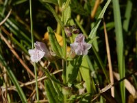Scutellaria minor 44, Klein glidkruid, Saxifraga-Ed Stikvoort : Halsters Laag s9900