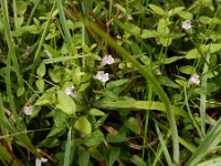 Scutellaria minor 45, Klein glidkruid, Saxifraga-Ed Stikvoort : s9900