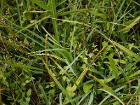 Scutellaria minor 47, Klein glidkruid, Saxifraga-Ed Stikvoort : s9900