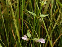 Scutellaria minor 49, Klein glidkruid, Saxifraga-Ed Stikvoort : s9900