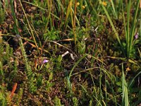 Scutellaria minor 42, Klein glidkruid, Saxifraga-Hans Boll