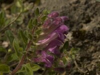 Scutellaria pontica 1, Saxifraga-Willem van Kruijsbergen