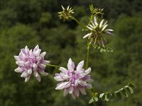 Securigera varia, Crown Vetch