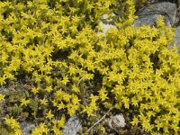 Sedum acre 1, Muurpeper, Saxifraga-Marijke Verhagen