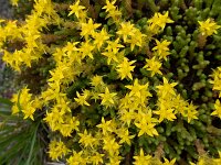 Sedum acre 33, Muurpeper, Saxifraga-Ab H Baas