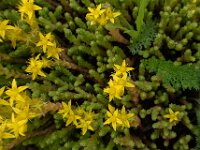 Sedum acre 34, Muurpeper, Saxifraga-Ab H Baas