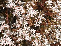 Sedum album 1, Wit vetkruid, Saxifraga-Jan van der Straaten