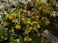 Sedum alpestre