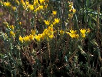 Sedum amplexicaulis ssp amplexicaullis 1, Saxifraga-Jan van der Straaten