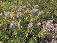 Sedum anacampseros 1, Saxifraga-Harry Jans