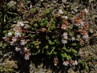 Sedum anglicum