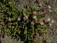 Sedum anglicum 3, Engels vetkruid, Saxifraga-Ed Stikvoort : Espinama - Fuente Dé - Regugio de Aliva s9900