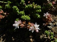 Sedum anglicum 4, Engels vetkruid, Saxifraga-Ed Stikvoort : Espinama - Fuente Dé - Regugio de Aliva s9900