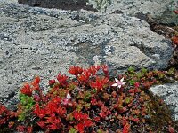 Sedum anglicum 5, Engels vetkruid, Saxifraga-Jeroen Willemsen