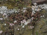 Sedum anglicum 6, Engels vetkruid, Saxifraga-Willem van Kruijsbergen