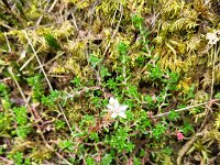 Sedum anglicum 7, Engels vetkruid, Saxifraga-Ben Delbaere