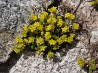 Sedum annuum 1, Saxifraga-Harry Jans  Sedum annuum