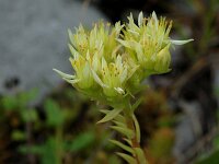 Sedum anopetalum