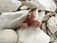 Sedum atratum 7, Saxifraga-Jasenka Topic