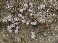 Sedum brevifolium 16, Saxifraga-Willem van Kruijsbergen