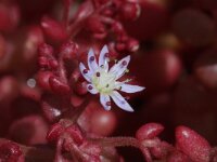 Sedum caeruleum 1, Saxifraga-Rutger Barendse