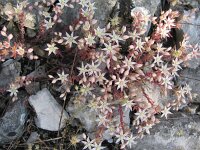 Sedum caespitosum 1, Saxifraga-Jasenka Topic