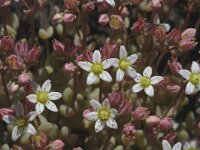 Sedum dasyphyllum, Thick-leaved Stonecrop