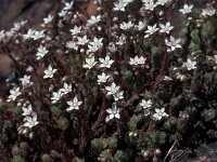 Sedum hirsutum