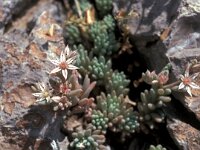 Sedum hispanicum 1, Spaans vetkruid, Saxifraga-Jan van der Straaten