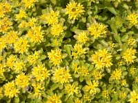 Sedum kamtschaticum