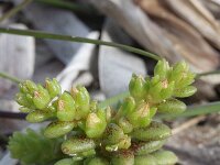 Sedum litoreum 1, Saxifraga-Rutger Barendse