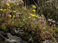 Sedum montanum