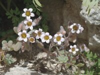 Sedum mucizonia 1, Saxifraga-Jan van der Straaten