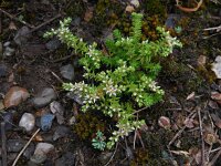 Sedum pallidum