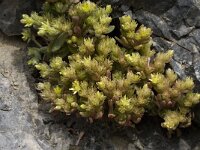 Sedum praesidis