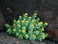 Sedum roseum 1, Saxifraga-Jeroen Willemsen