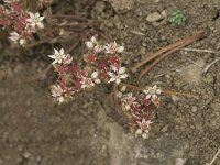 Sedum rubens