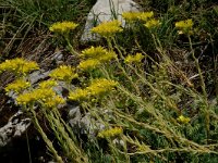 Sedum rupestre, Reflexed Stonecrop