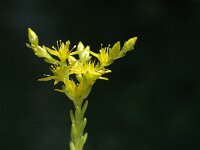 Sedum sexangulare 1, Zacht vetkruid, Saxifraga-Jan van der Straaten