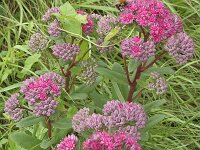 Sedum spectabile